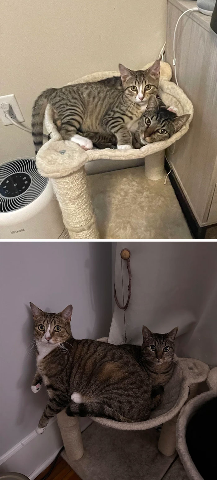 Two tabby cats cuddling together on a cat tree in heartwarming before and after photos shared online.