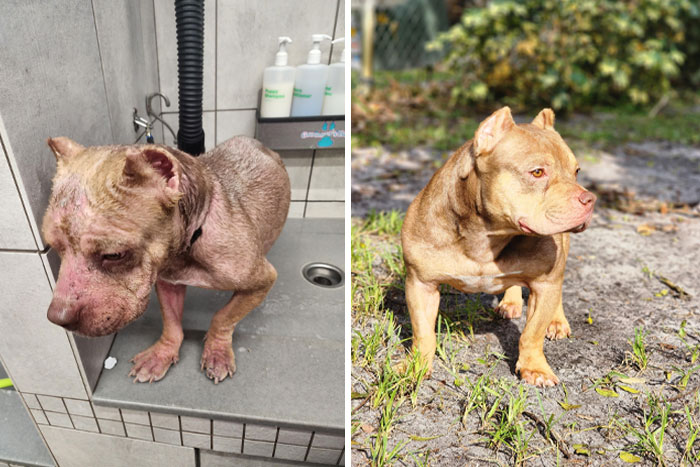 Perro con transformación increíble de salud visible antes y después, destacando cambios en su pelaje y apariencia.