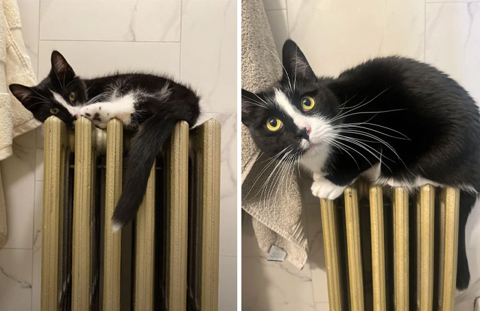 Black and white cat perched on a radiator in heartwarming before and after photos shared online.