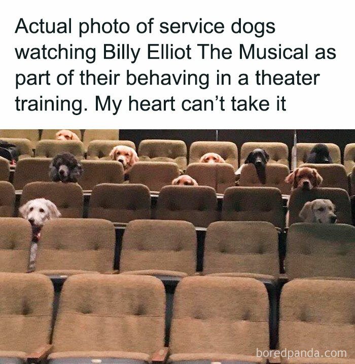 Service dogs sitting quietly in theater seats during training, showcasing delightful animals behaving adorably.