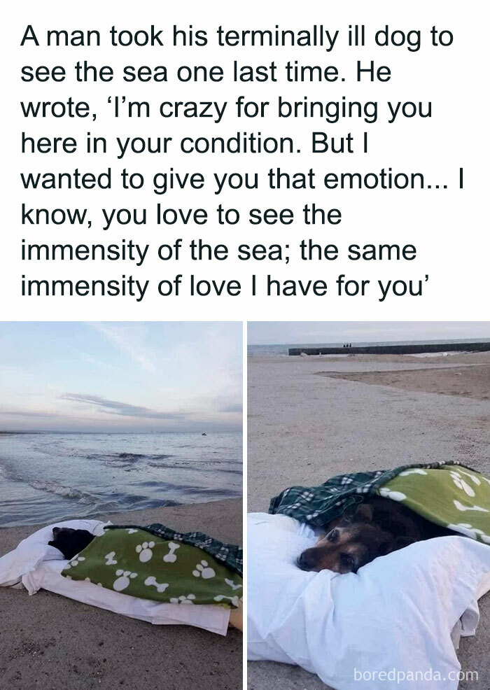 A terminally ill dog wrapped in a blanket resting on a beach, capturing the bond of delightful animals and love.