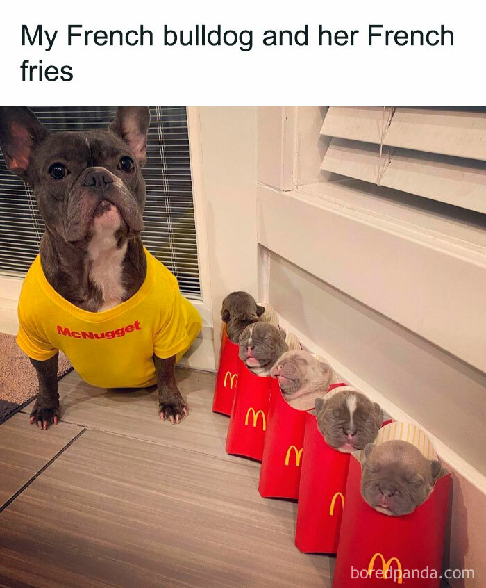 French bulldog wearing a yellow shirt beside puppies nestled in red fry containers, showcasing delightful animals in a funny scene.