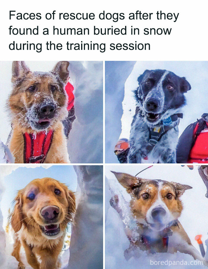 Four rescue dogs with snow-covered faces showing delight and surprise during a training session in delightful animals.