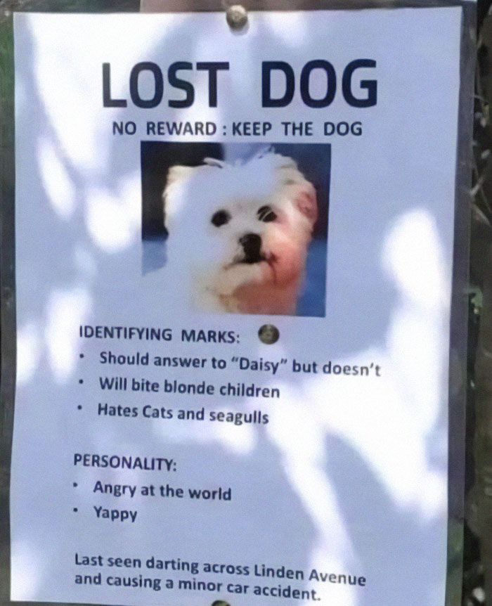 Lost dog poster with a fluffy white dog, funny animal meme describing its quirky personality and behavior.