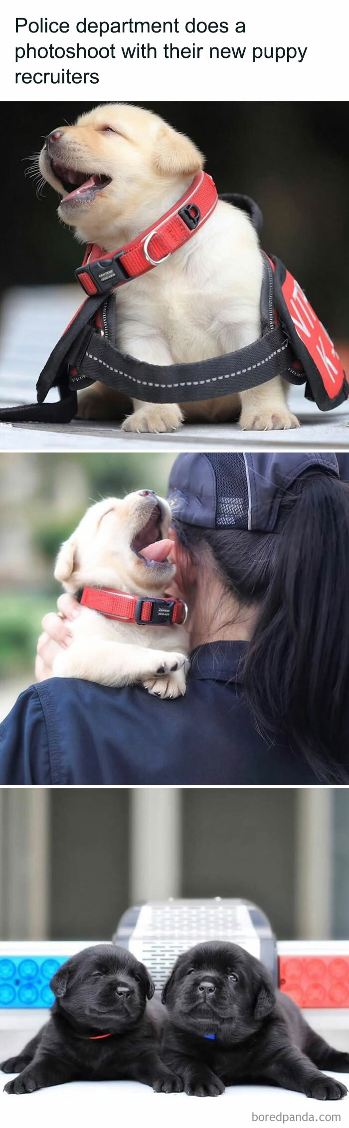 Adorable police puppies in harnesses and officers, showcasing delightful animals in a heartwarming photoshoot.