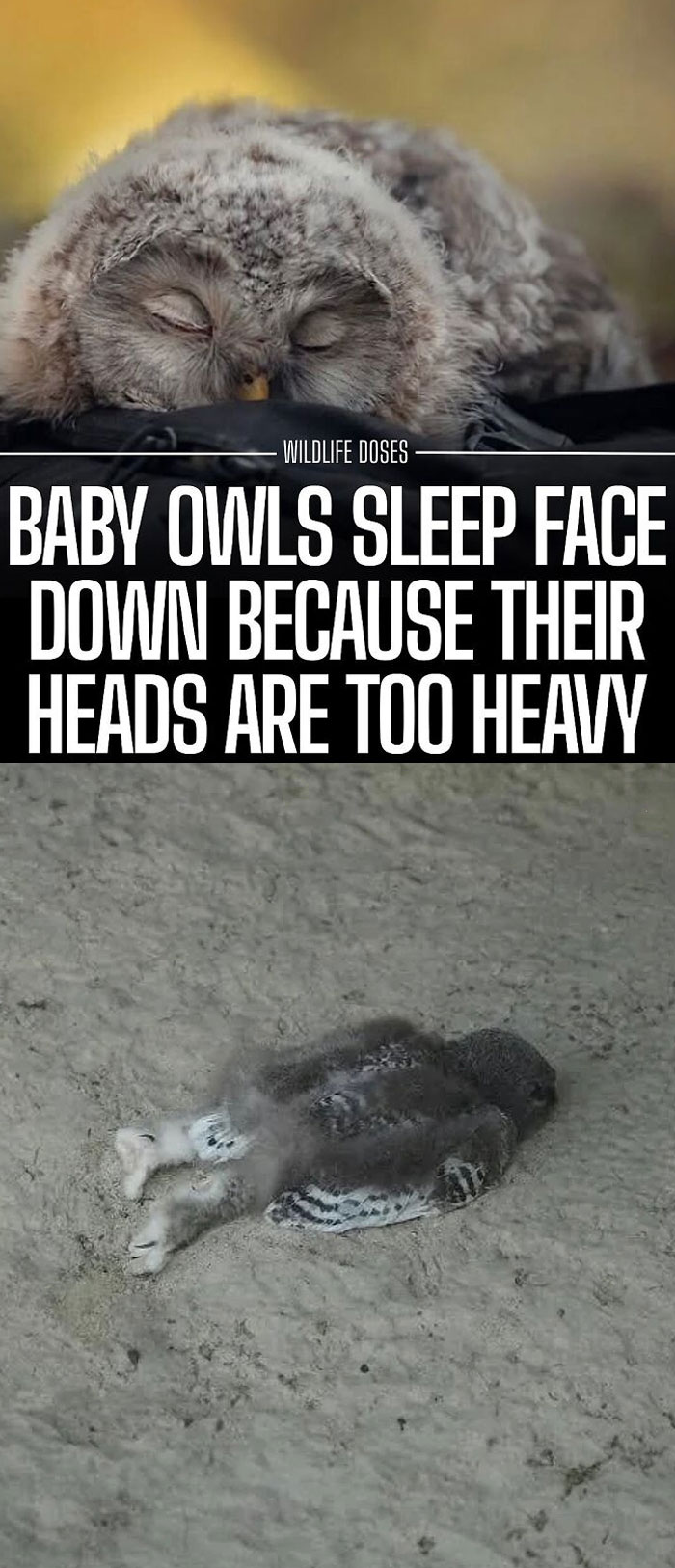 Sleeping baby owl face down on the ground, highlighting adorable and delightful animals in a natural setting.