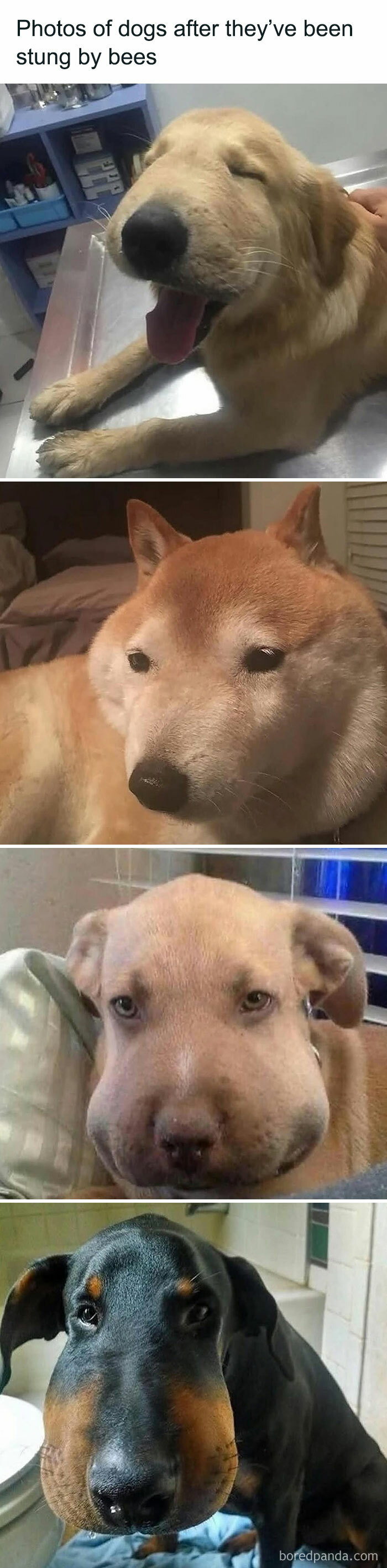 Four dogs with swollen faces after bee stings, showcasing adorable and funny delightful animals in a veterinary setting.