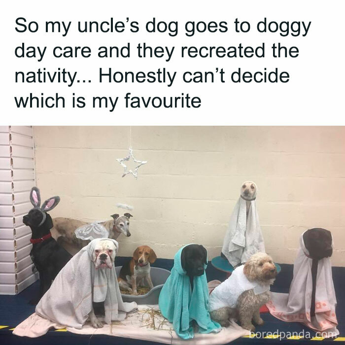 Group of delightful animals dressed as nativity characters in a funny and adorable doggy daycare scene with pets in costumes.