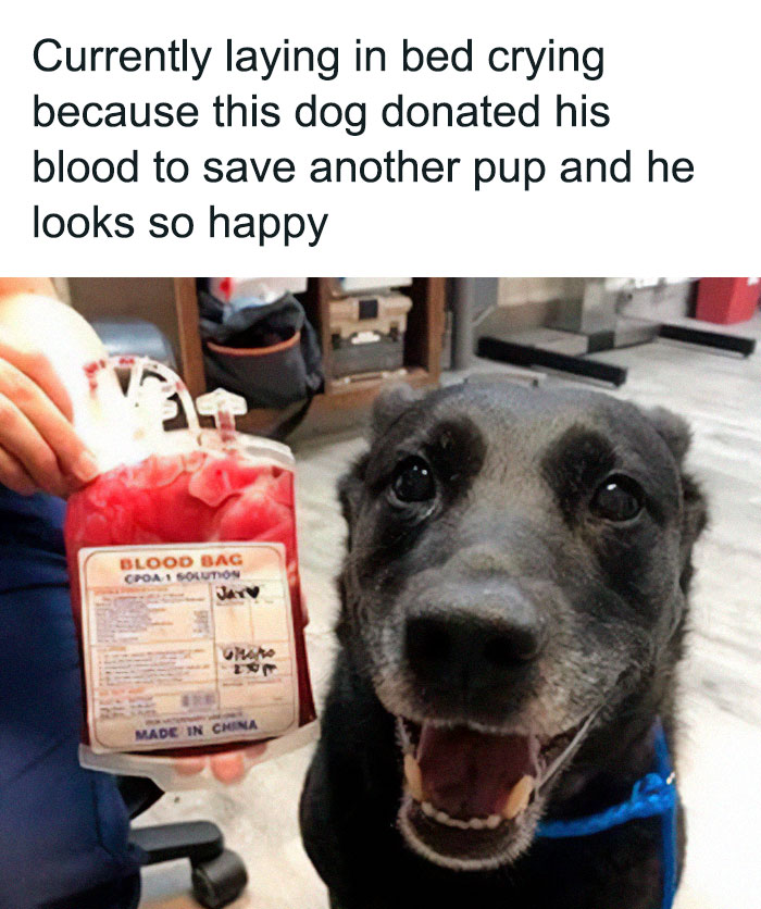 Happy dog donating blood to save another pup, showcasing delightful animals and their heartwarming moments.
