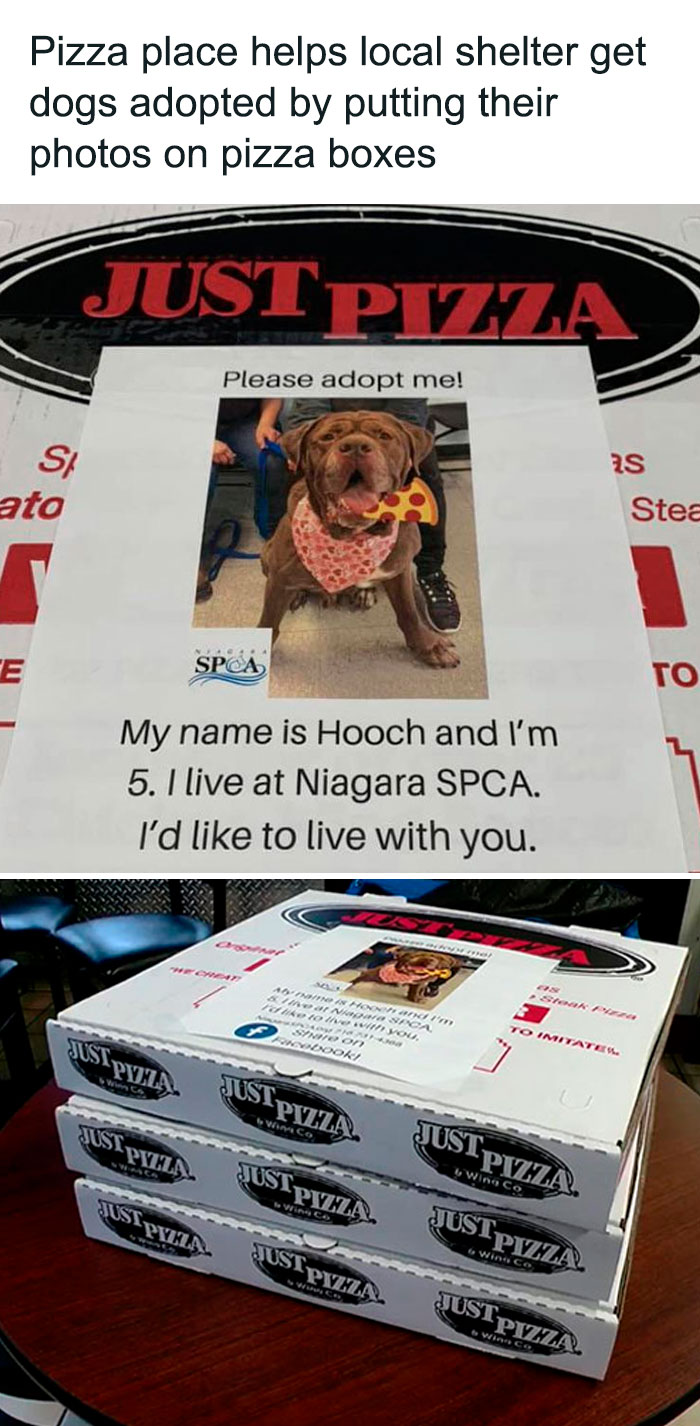 Pizza boxes with adorable animal adoption photos promote delightful animals for local shelter awareness.