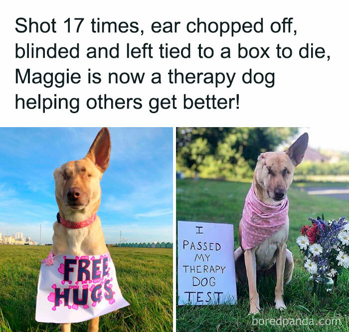 Inspiring therapy dog with one ear, blind, wearing a sign offering free hugs and passing a therapy test outdoors.
