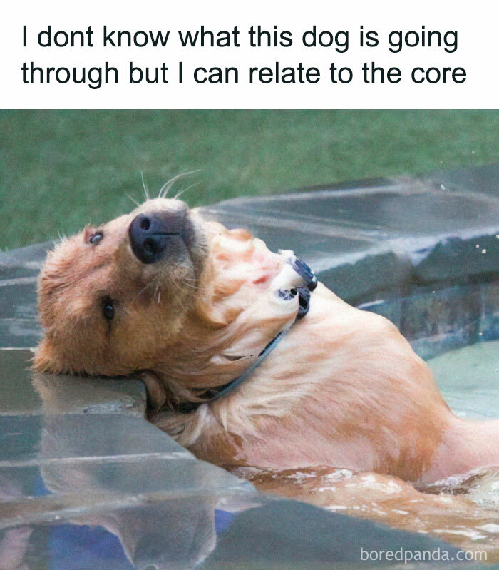 Relaxed dog leaning back in water with a funny expression, showcasing adorable and delightful animals humor.