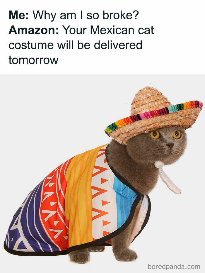 Cat dressed in a colorful Mexican costume with a sombrero, creating a delightful animals meme about being broke.
