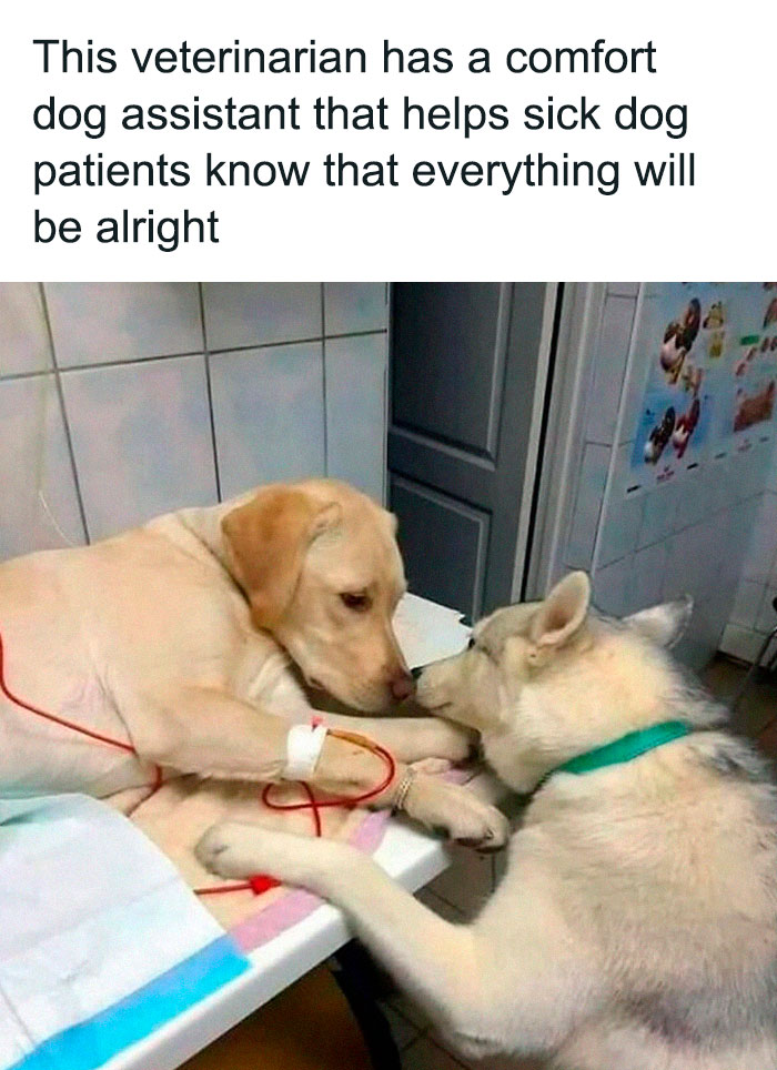Comforting dog assistant at veterinary clinic showing adorable animals bonding and emotional support to sick dog patients.