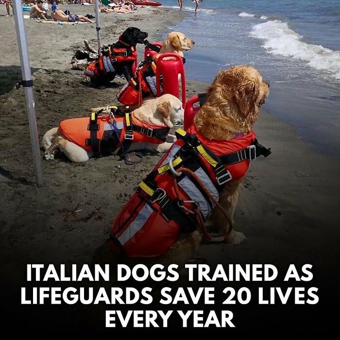 Dogs trained as lifeguards wearing orange vests at the beach, showcasing adorable and delightful animals in action.