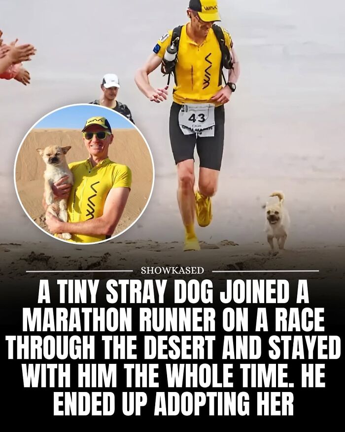 Marathon runner wearing yellow joined by adorable tiny stray dog staying beside him in a desert race moment with delightful animals.