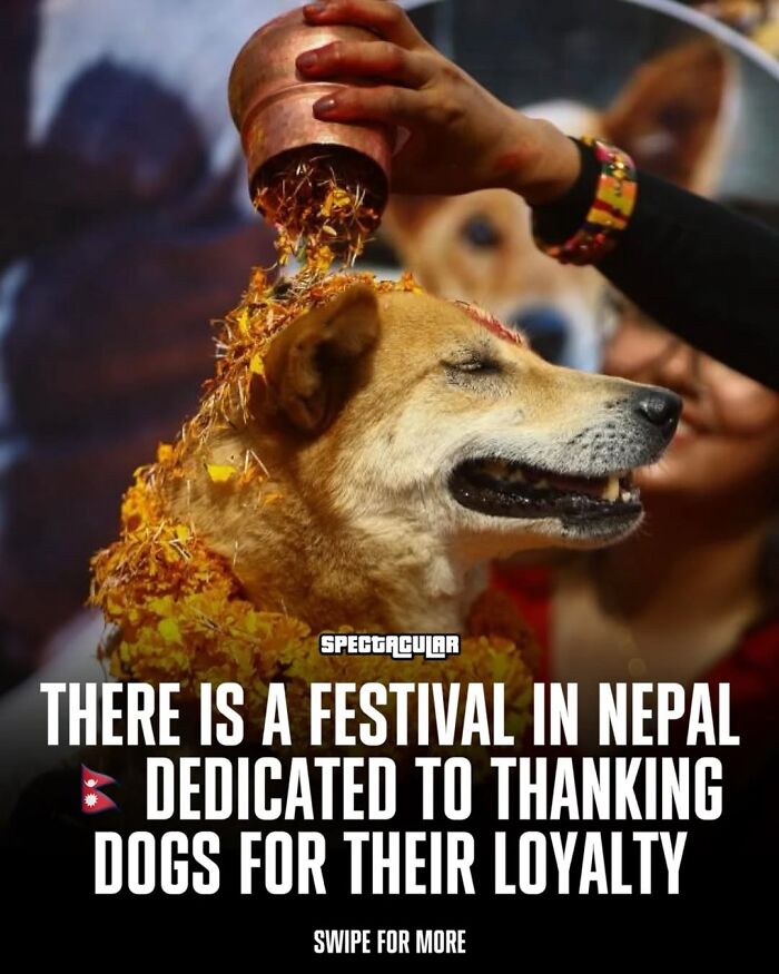 Dog covered in flower petals during a festival in Nepal, celebrating delightful animals and their loyalty.