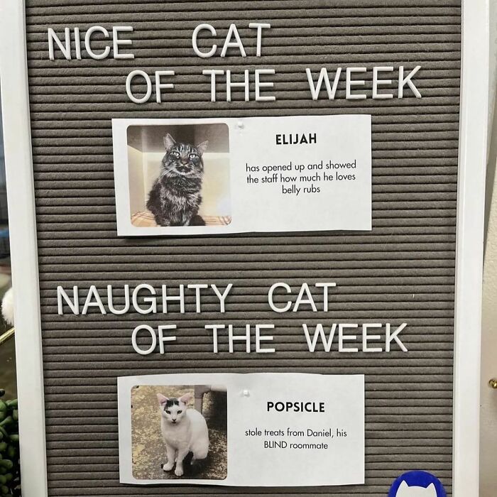Board displaying delightful animals with photos and descriptions of a nice cat and a naughty cat of the week.