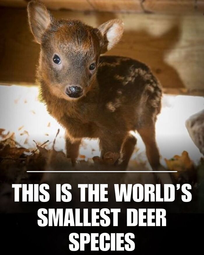 Tiny deer fawn standing on leaves in a wooden shelter, showcasing delightful animals in a natural setting.