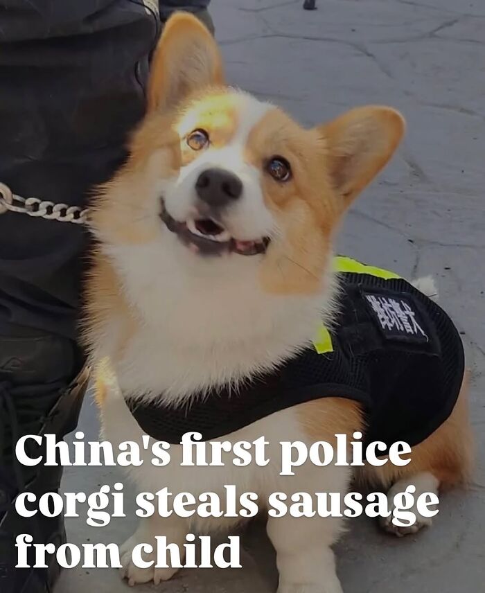 Adorable police corgi in uniform smiling outdoors, showcasing delightful animals in a funny and charming moment.