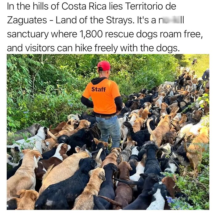 Staff member walking through a large group of rescue dogs in a lush outdoor sanctuary with delightful animals around.