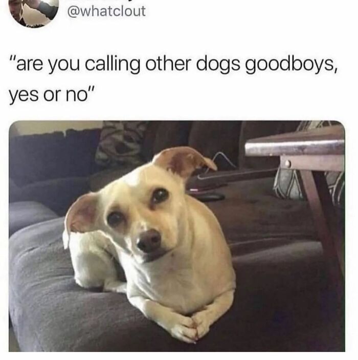 A cute dog sitting on a couch with a funny caption about calling other dogs goodboys in delightful animals memes.