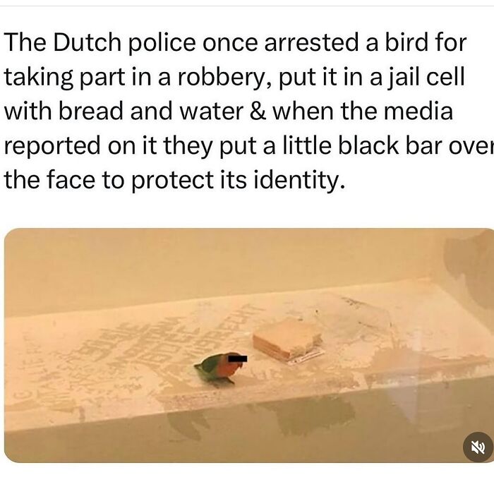 A delightful animal in a funny meme shows a bird in a jail cell with a black bar over its face for identity protection.