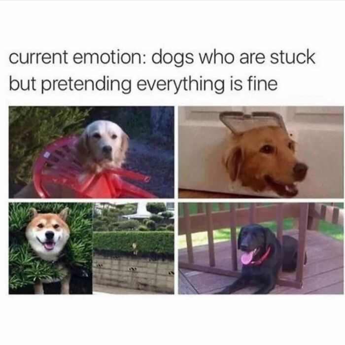 Dogs stuck in funny and adorable situations, capturing delightful animals with humorous expressions pretending all is fine.