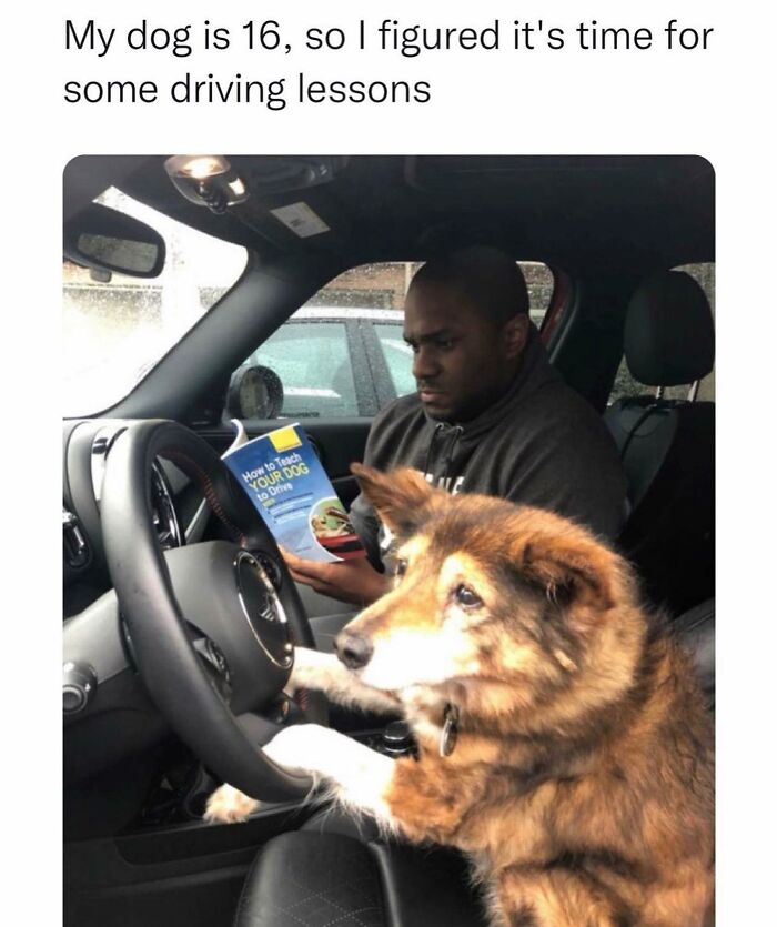 Man in a car reading a book about teaching dogs to drive while a dog sits at the steering wheel with paws on it, delightful animals.