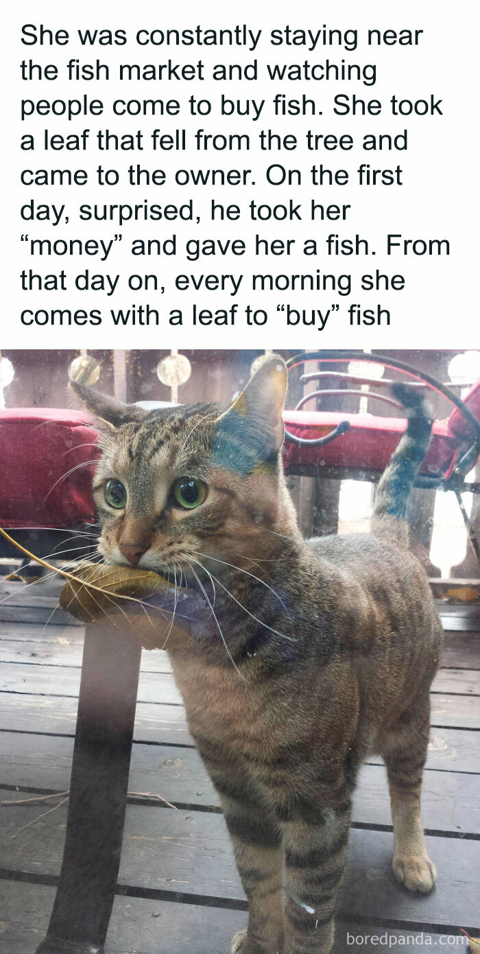 Tabby cat holding a leaf in its mouth, part of delightful animals collection with adorable and funny animal memes.