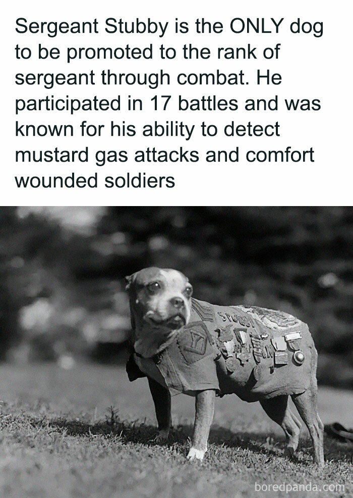 Sergeant Stubby the dog honored for combat service wearing a medal-covered coat, showcasing delightful animals history.