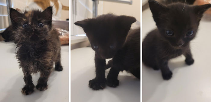 Three small kittens on a white surface, capturing the warmth of wholesome interactions with strangers.
