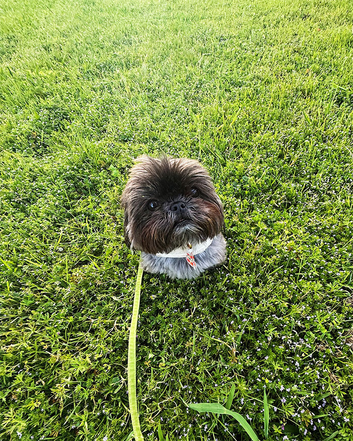 Small Shih Tzu dog sitting in green grass on a leash, illustrating challenges with low maintenance and drama-free pets.