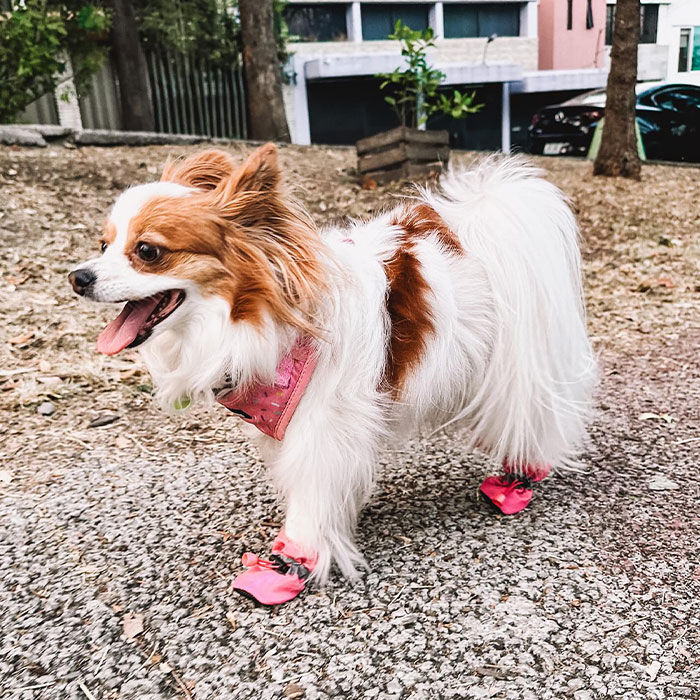 Small dog walking outside wearing pink booties. 