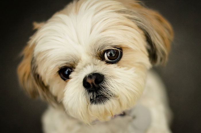 Close-up of a Shih Tzu dog showing its fluffy face and big eyes, highlighting low maintenance and drama challenges.