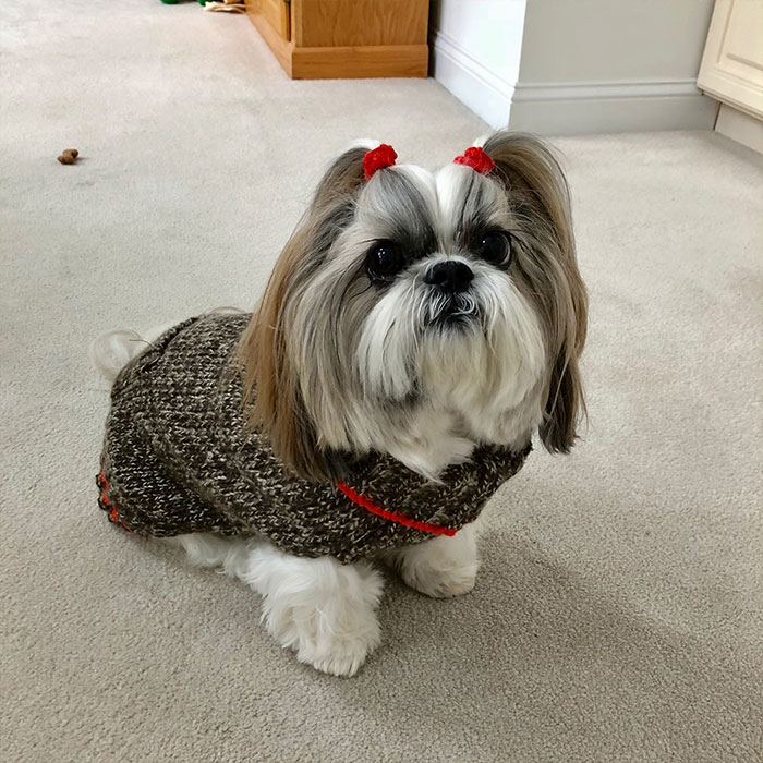Small Shih Tzu dog with long hair and red bows, wearing a brown sweater, sitting on a beige carpet indoors.