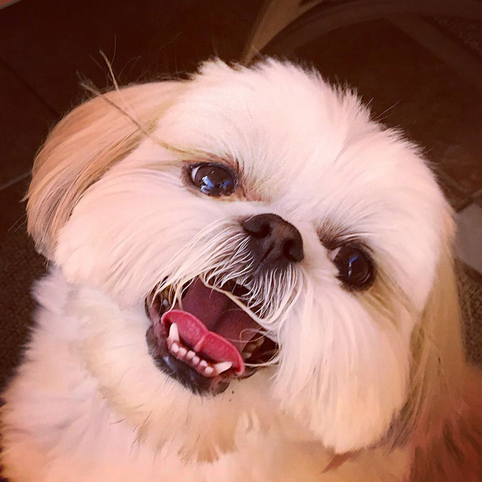 Close-up of a Shih Tzu dog with fluffy fur and expressive eyes, highlighting low maintenance and drama concerns.