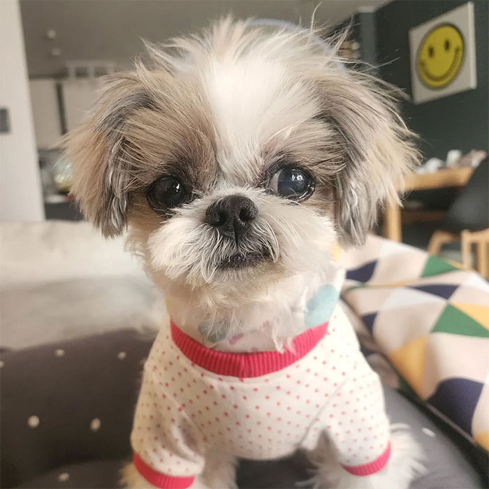 Close-up of a Shih Tzu dog wearing a sweater, highlighting why Shih Tzu are not low maintenance pets.