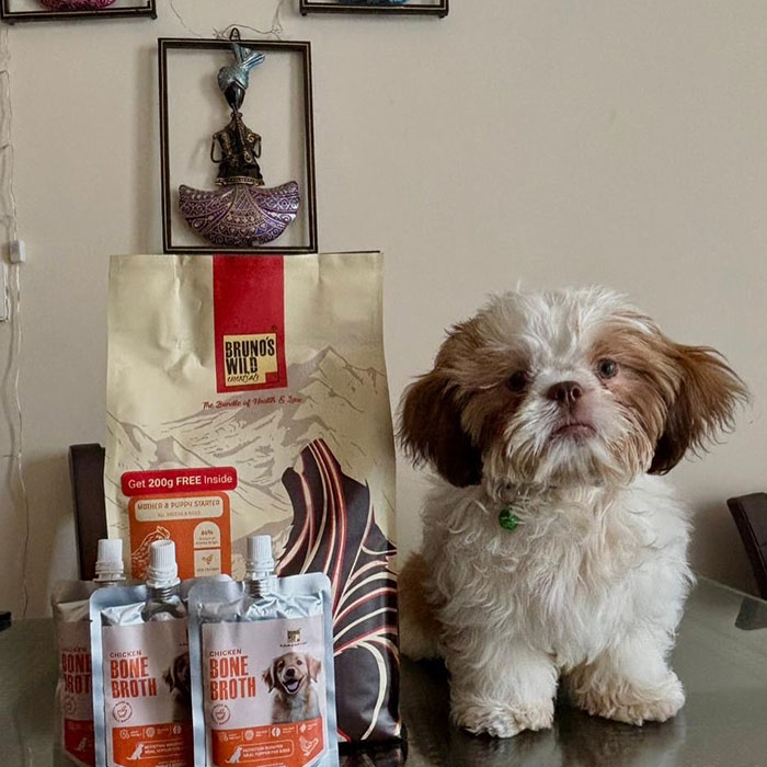 Shih Tzu puppy sitting on table next to dog food and chicken bone broth highlighting low maintenance concerns.