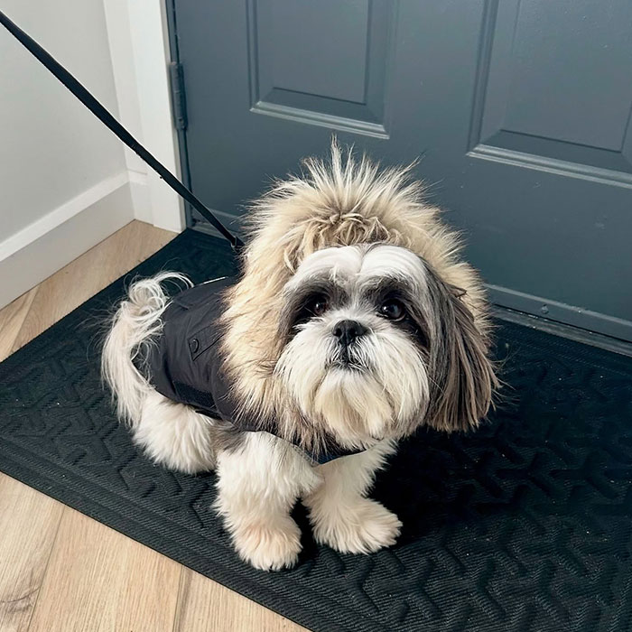 Shih Tzu dog wearing a black coat with fur trim, standing on a mat indoors, highlighting maintenance and care needs.