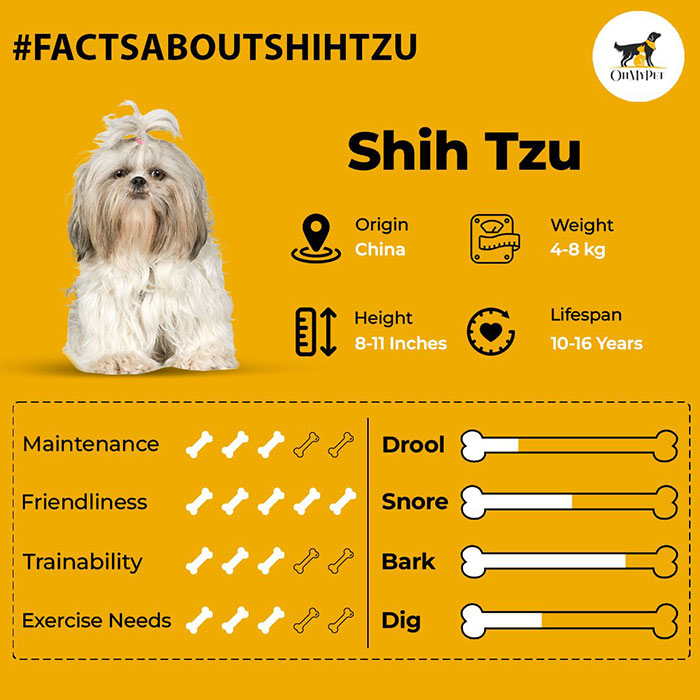 Shih Tzu dog facts showing high maintenance, moderate exercise needs, and origin from China with a white fluffy coat.