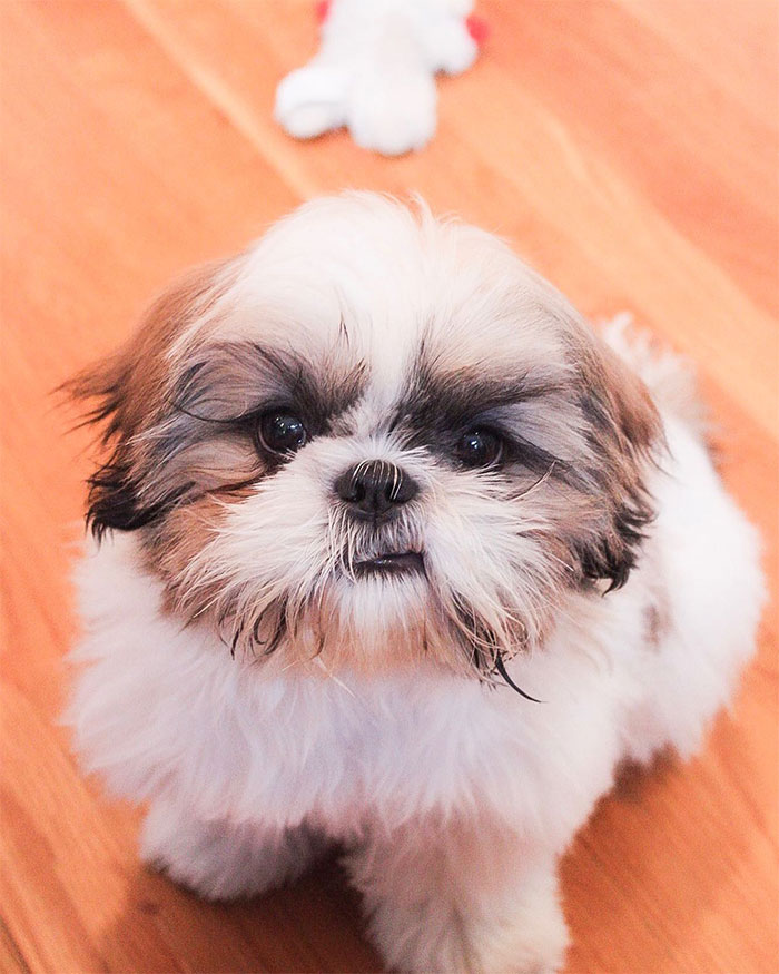 Shih Tzu puppy sitting on wooden floor, illustrating why Shih Tzu are not low maintenance dogs.