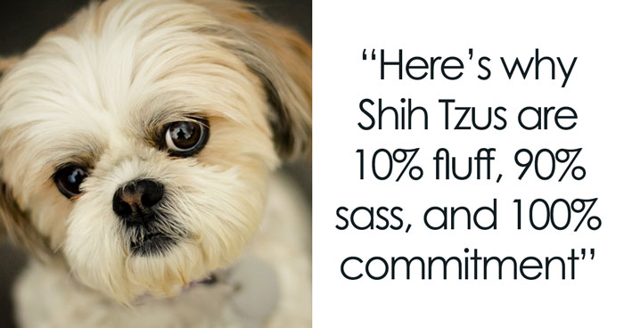 Why Shih Tzus Are The Worst Dog If You Want Low Maintenance And Zero Drama