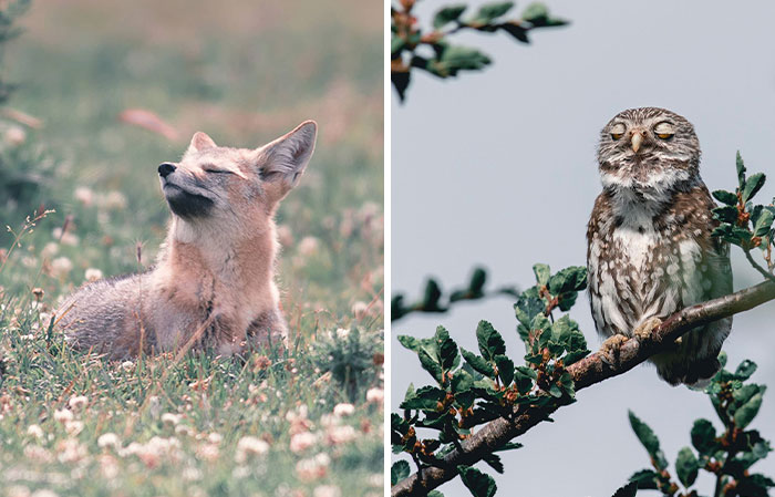 30 Breathtaking Images Of Wildlife By Jürgen Schulmeister
