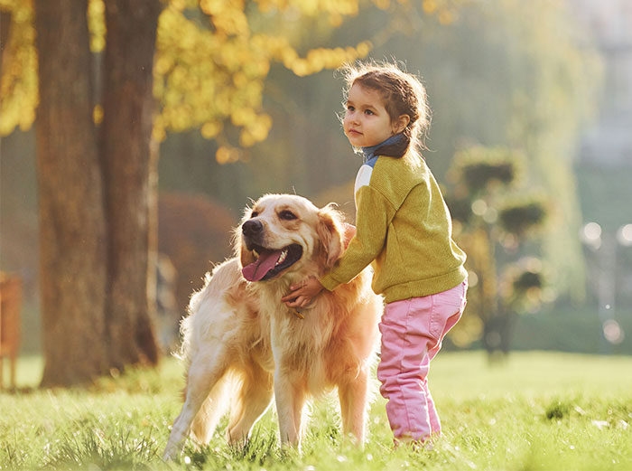 Young girl hugging a golden retriever dog outdoors, capturing a heartfelt moment with parents demanding the stranger's dog. Young girl hugging a golden retriever dog outdoors, capturing a heartfelt moment with parents demanding the stranger's dog.