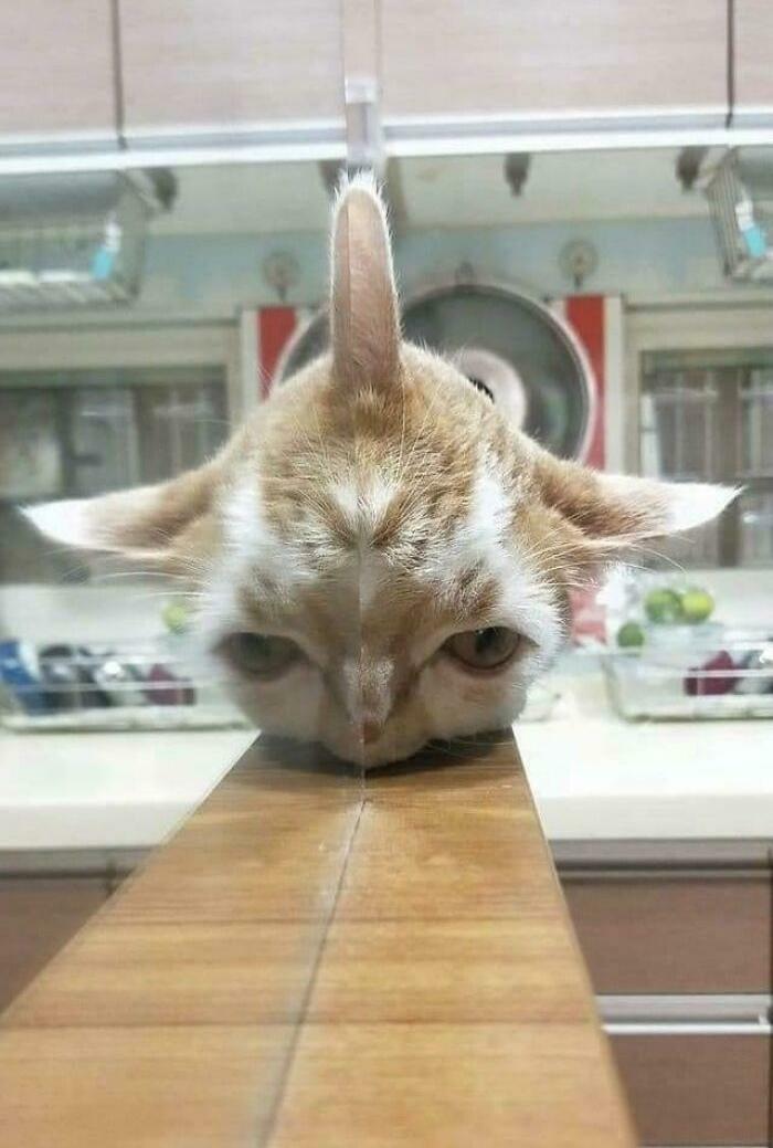 Cat with distorted face resting on a wooden surface creating a weird animal photo effect in a home setting