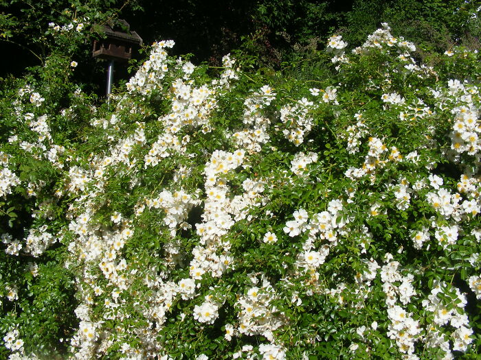 Hedge Of Wild Roses In My Garden. They Smell So Good And Are Full Of Insects