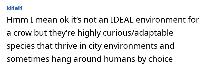 Crow perched on a railing in an urban environment, showcasing adaptability and curiosity in city settings. Crow perched on a railing in an urban environment, showcasing adaptability and curiosity in city settings.