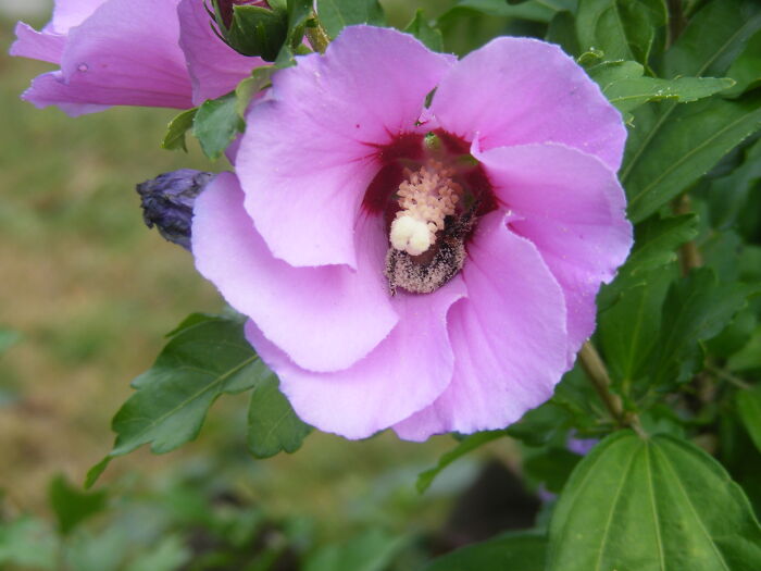 Hibiscus Flower With Bumblebee