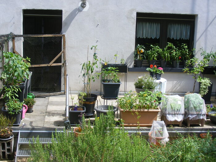 Sweet Peppers, Chilis, Potatoes And Beans